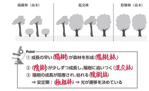 陽樹 陰樹 一覧 生物基礎|【生物基礎】第4章 植生の多様性と分布（光合成曲線・植生の遷。